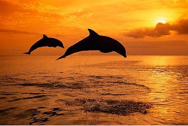 《命运2 》玻璃拱顶突袭攻略